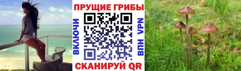 Галлюциногенные грибы Psilocybine cubensis Мглин
